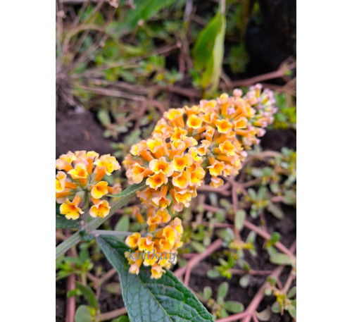 Будлея Санголд (Buddleja weyeriana «Sungold»)